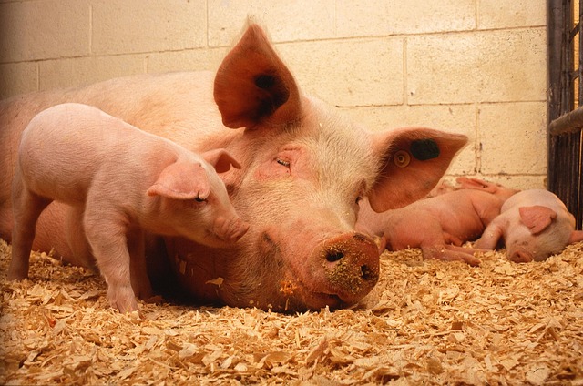 Влияние микроклимата на свинокомплексе на продуктивность разведения свиней
