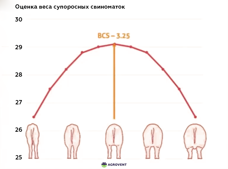 Оценка веса супоросных свиноматок.png па.png