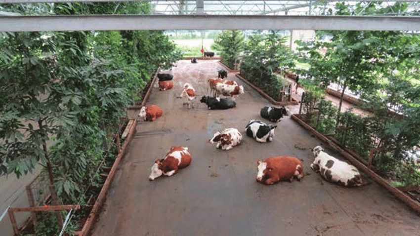 Cow-garden-with-artificial-floor-separating-urine-and-manure-and-small-trees-for-shade.jpg