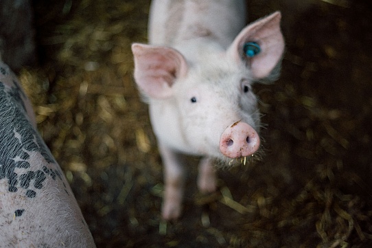 Начиная с нуля: как превратить разведение свиней в прибыльный бизнес