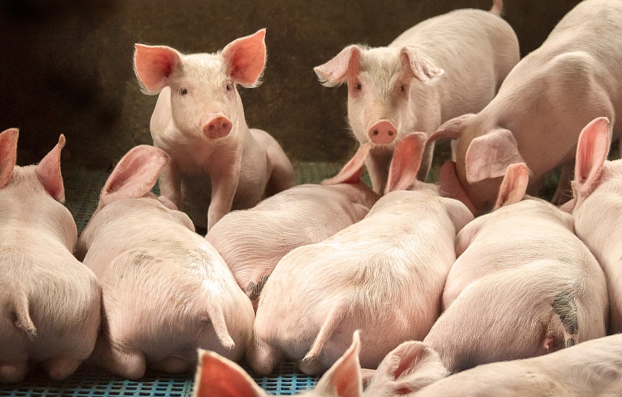 Реконструкция корпуса доращивания на 1600 голов свиней в Белгородской области