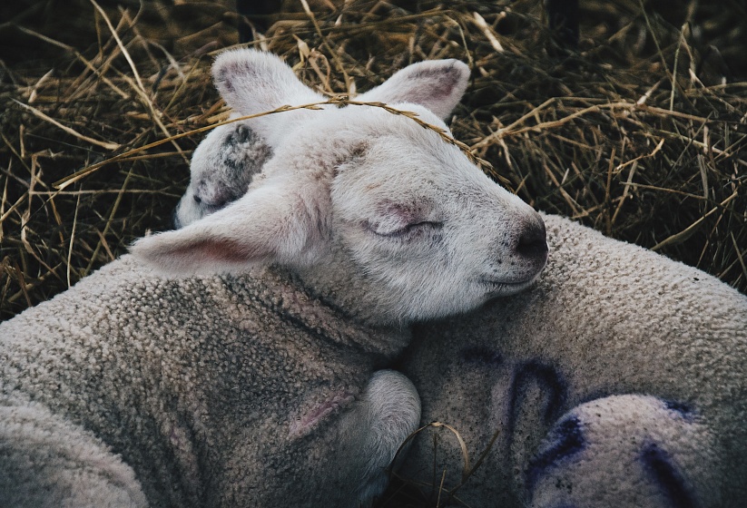Овцеводство: советы начинающим фермерам