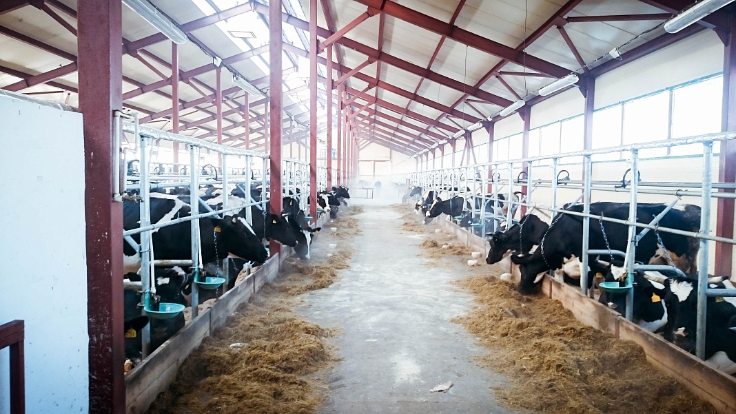 Корпус молочной фермы привязного содержания