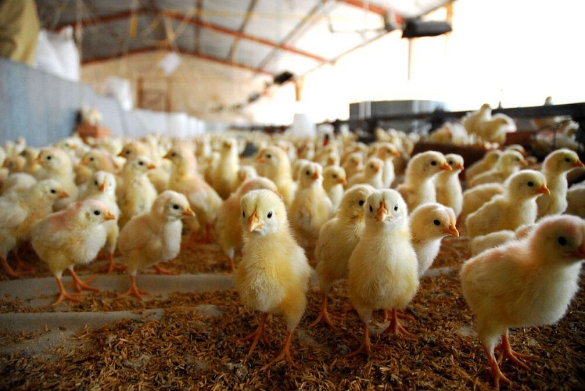 Что влияет на рост бройлерных цыплят?