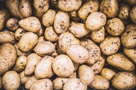 Зачем обеспечивать длительное хранение картофеля