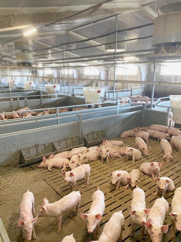 Система вентиляции с приточными шахтами для эффективного выращивания свиней
