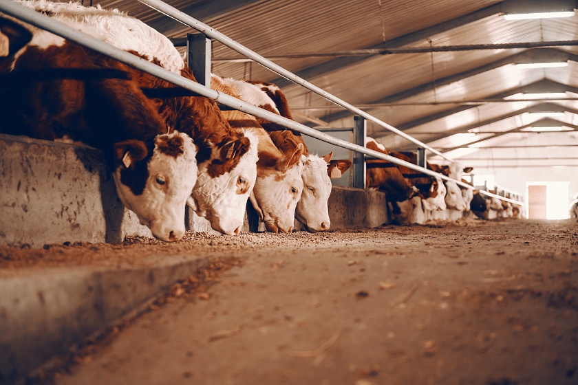 Технологические новинки молочного животноводства с Dairy-Tech 2022