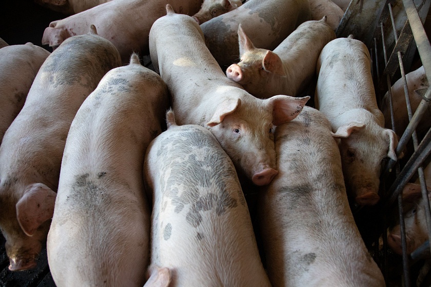Технология содержания свиней 