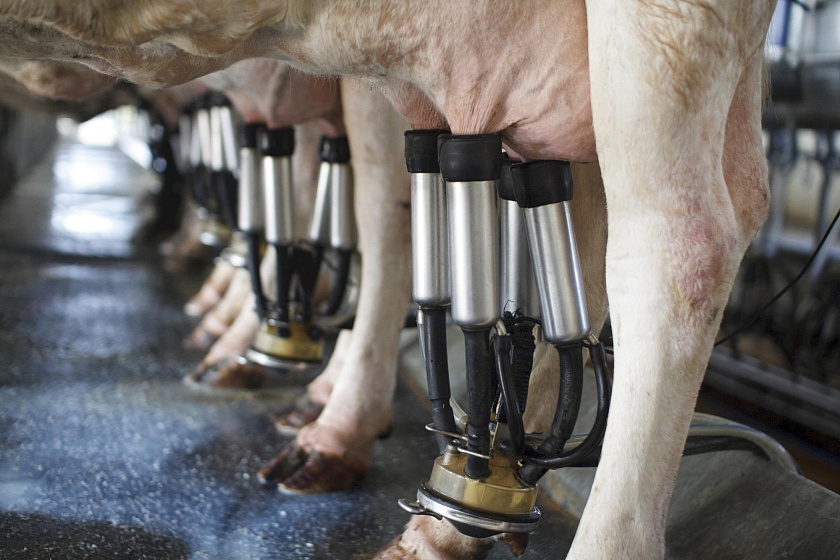 Как улучшить процесс доения молочных коров