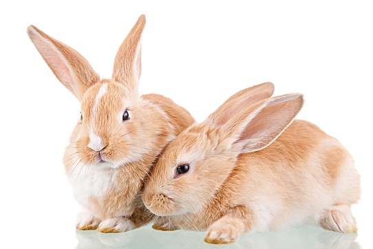 Анализируем кролиководство по данным Росстата